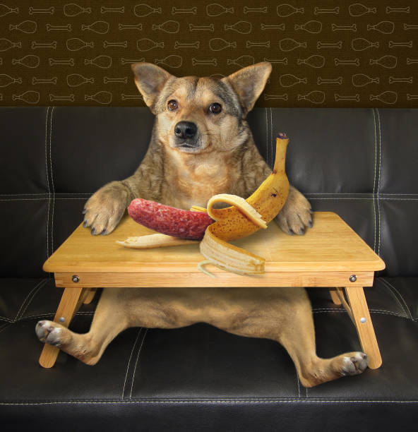 istock Dog wants to eat banana 1245921485