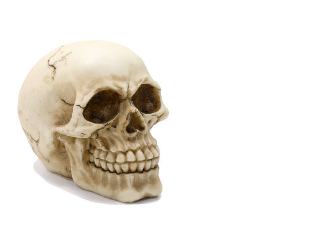 istock Excellent reproduction of a human skull with clearly visible tee 1245923807
