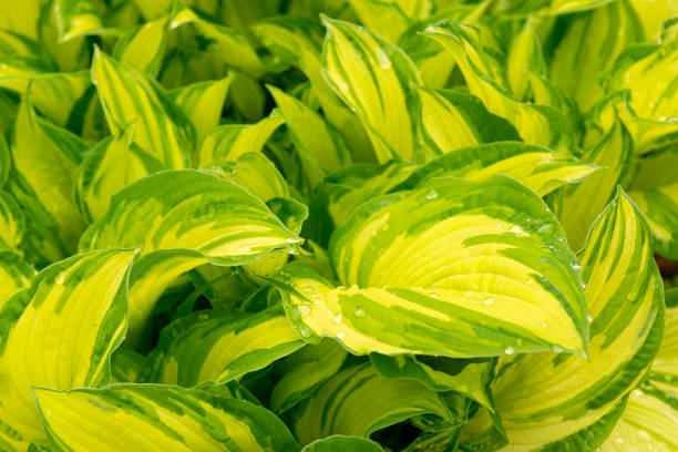 Hosta. Leaves of plants in the rain