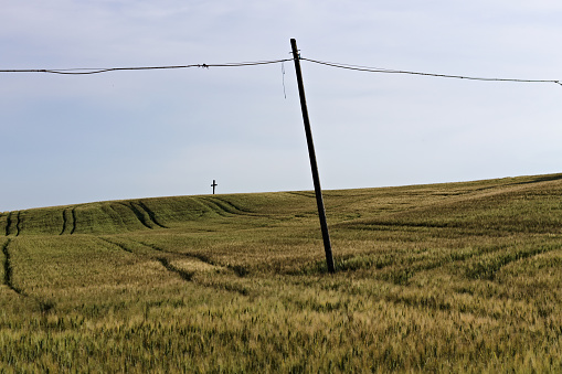 Wooden poles for electric cables in country meadows (Pesaro, Italy, Europe)