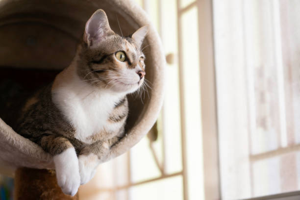 closeup shorthair cat sitting on cat tree or condo - gato imagens e fotografias de stock