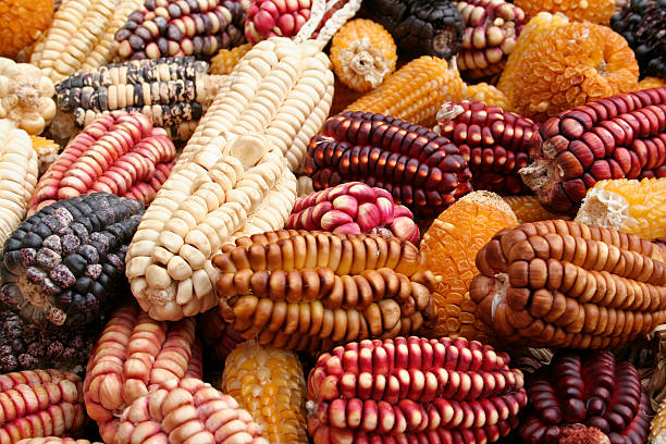 The corn in colors stock photo