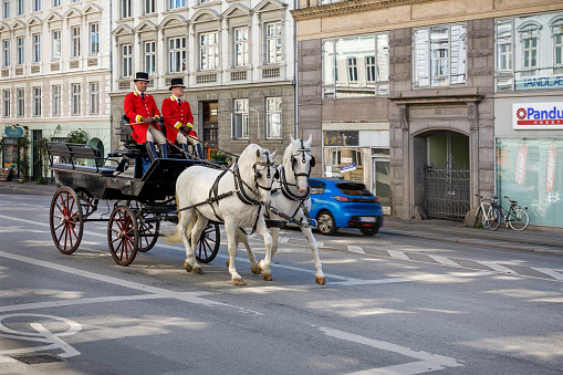 Downtown Copenhagen, Denmark, May 29, 2020: Horses and carriage in a street in Copenhagen, the horses coming from the Royal Staples and are practicing getting used to traffic