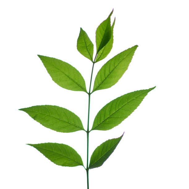 istock Green branch with leaves isolated on a white background. 1245945371