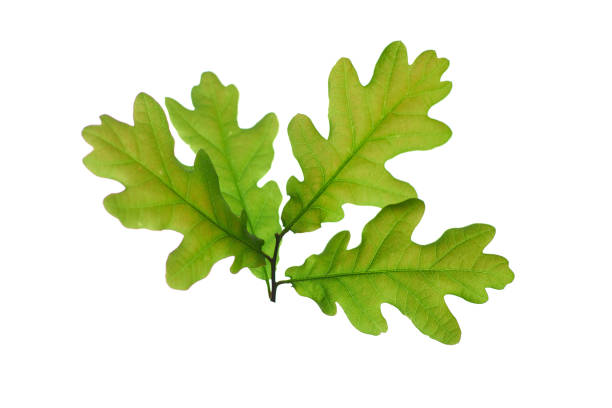 istock Green oak leaf Isolated on a white background. 1245945459
