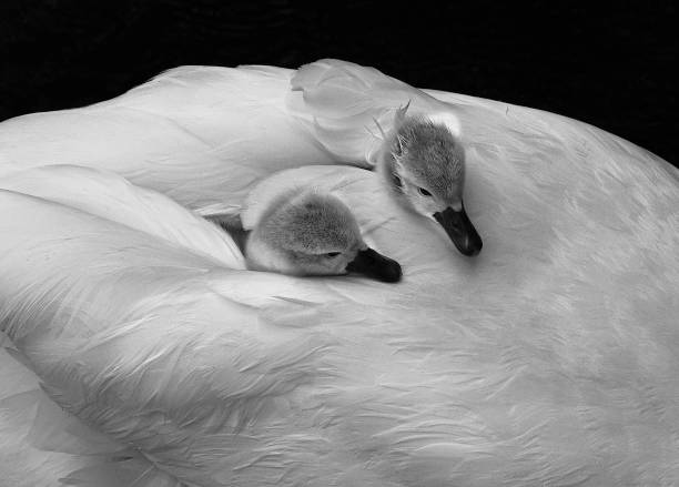 close up of swan cygnets nestled in their mothers feathers a  mute swan (Cygnus olor) with two cygnet on  her back swan photos stock pictures, royalty-free photos & images