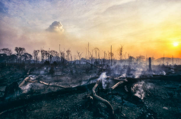 incendio de deforestación en la amazonía. - sky forest root tree fotografías e imágenes de stock