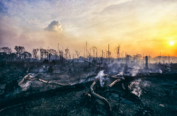 Deforestation fire in the Amazon. stock photo