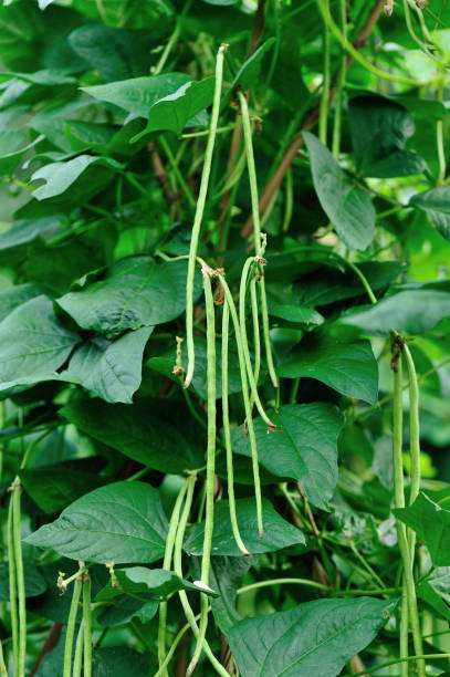 istock Cowpea plants in growth at vegetable garden 1245946211