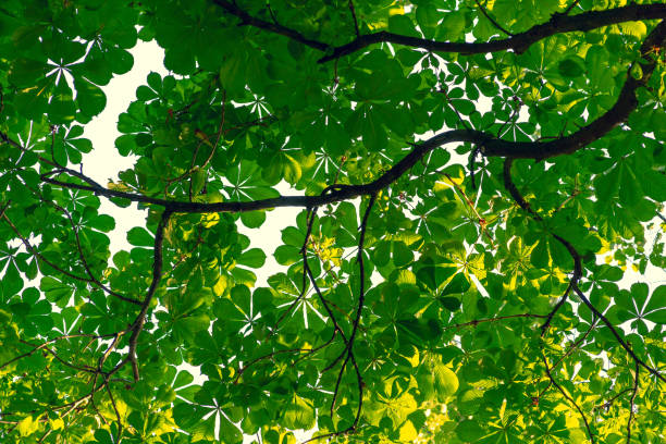 istock Oaks in the park on a sunny day 1245946440