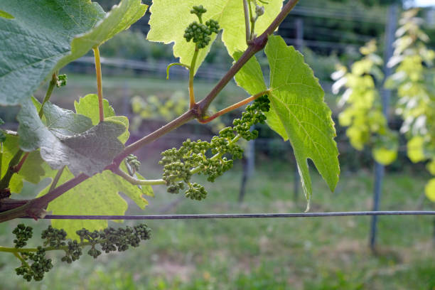 istock Young white wine grape growing on a vineyard in Germany 1245947044