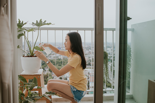 Portrait of beautiful Southeast Asian woman watering monstera tree at her apartment in the city, Bangkok Thailand