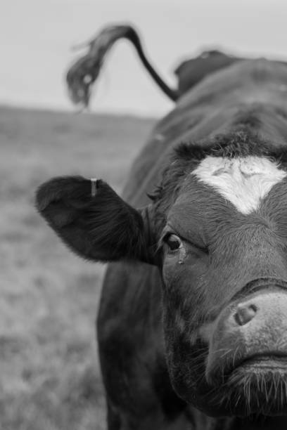 istock Close encounter with a young cow with its tail in the air 1245951080