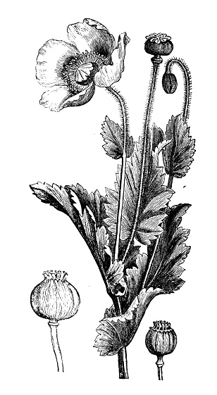 Antique botany illustration: Poppy