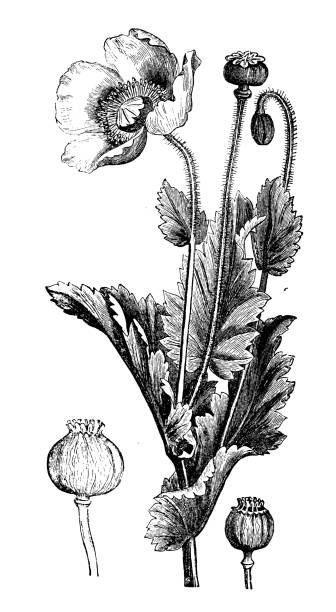Antique botany illustration: Poppy Antique botany illustration: Poppy poppy seed stock illustrations