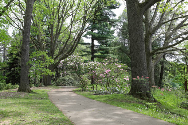 istock Azaleas blooming along footpath in the park 1245955083