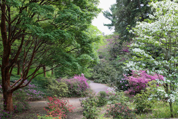 Winding walkway through the azaleas and flowering trees in Highland Park. Rochester, New York