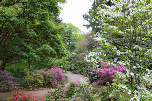 Spring trees and shrubs blooming in the park in Rochester, New York