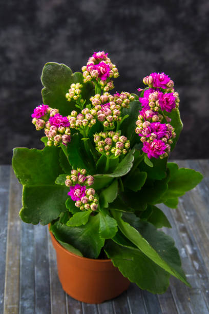 kalanchoe - elefantenohr stock-fotos und bilder