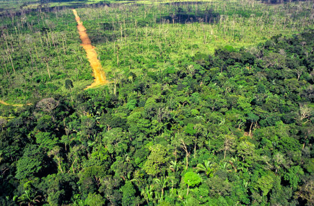 Deforestation fire in the Amazon. Deforestation of the Amazon rainforest can be attributed to many different factors levels. The rainforest is seen as a resource for cattle pasture, valuable hardwoods, housing space, farming space (especially for soybeans), road works (such as highways and smaller roads), medicines and human gain. Trees are usually cut down illegally. amazon forest stock pictures, royalty-free photos & images