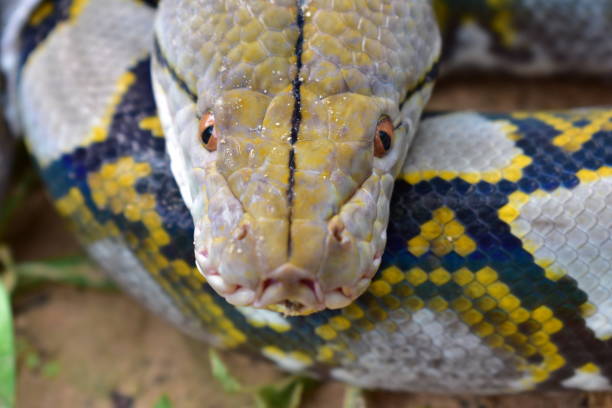 istock Boa is found in southern Thailand. 1245961725