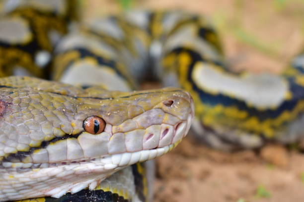 istock Boa is found in southern Thailand. 1245961744