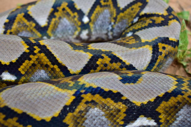 istock Boa is found in southern Thailand. 1245961949