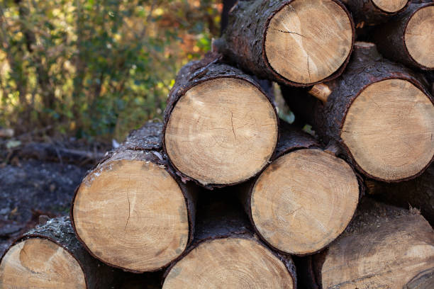 Stacked Firewood, close up. Log trunks pile, logging timber wood industry. Wood pile reserve for winter. Pile of chopped firewood. Background texture wood. Stack of sawn logs. A lot of cutted logs. leña apilada, de cerca. los troncos de troncos de troncos se apilan, la industria de la madera maderera. reserva de pila de madera para el invierno. un montón de leña picada. madera de textura de fondo. pila de troncos aserrados. un montón de troncos c