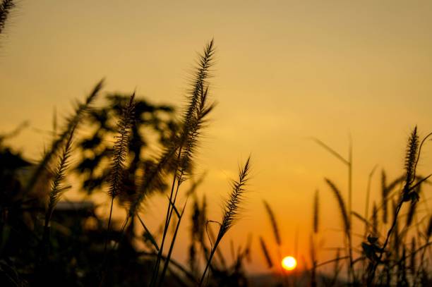 istock Sunrise with silhouette grass flower scenes 1245962347