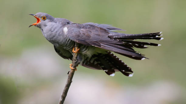 The bird is Common cuckoo Cuculus canorus, sitting on a tree branch.