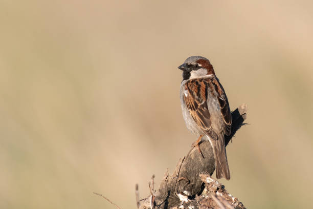 istock House Sparrow Passer domesticus, sitting on a stick on a beautiful background 1245963446