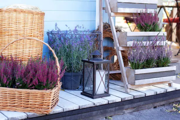 Blooming heather Calluna vulgaris and lamp with a candle in backyard in summer. Decor terrace of countryhouse. Gardening concept. Ornamental garden flowering plant in garden. Rustic. Lavender in pots