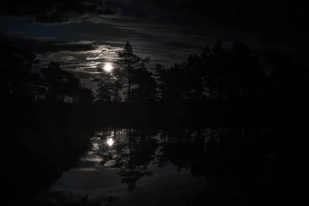 istock beatuful dark night on a swamp 1245965224