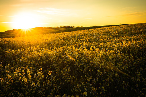 Sunset, Colorful field of blooming raps