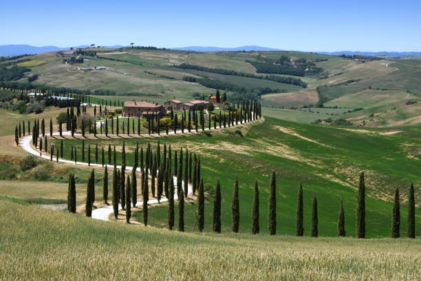 Tuscan landscape near Crete Senesi in val d'Arbia. Cypresses trees and white gravel road in Tuscany, near Asciano (Siena). Italy. Asciano, Italy - May 2020: Tuscan landscape near Crete Senesi in val d'Arbia. Cypresses trees and white gravel road in Tuscany, near Asciano (Siena). Italy. crete senesi stock pictures, royalty-free photos & images