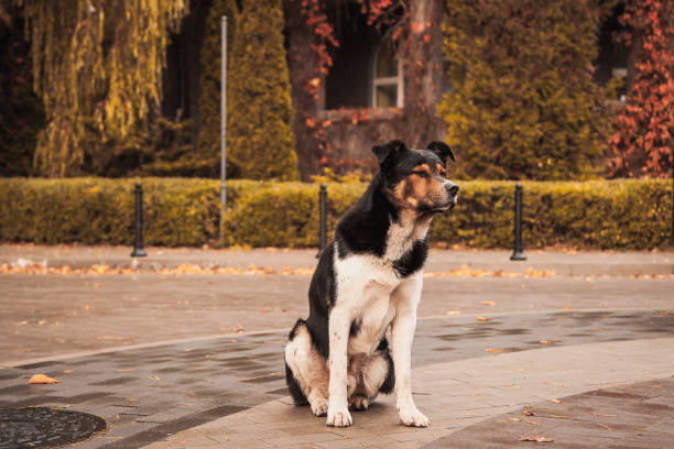 istock a stray dog in the autumn Park 1245974840