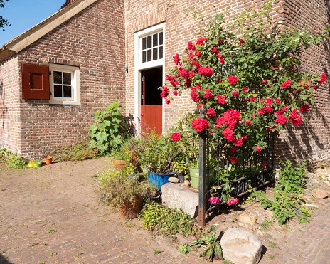 red roses against very old farmhouse in old town of bronkhorst in dutch province of gelderland