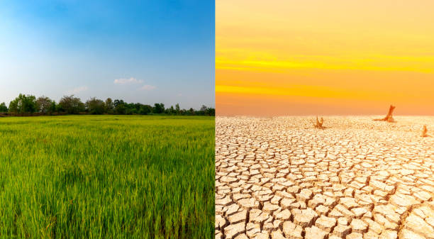 istock Collage of Fertility rice fields and drought.Save the environment concept. 1245987024