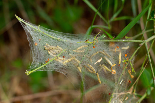 エルミンガ、イポノムータ・マリネルスまたはゲスピンストモットの幼虫のクローズアップ - insect moth nature ermine moth ストックフォトと画像