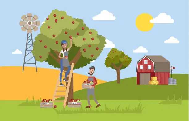 Vector illustration of Young happy female farmer standing on the ladder and picking red apples from a huge