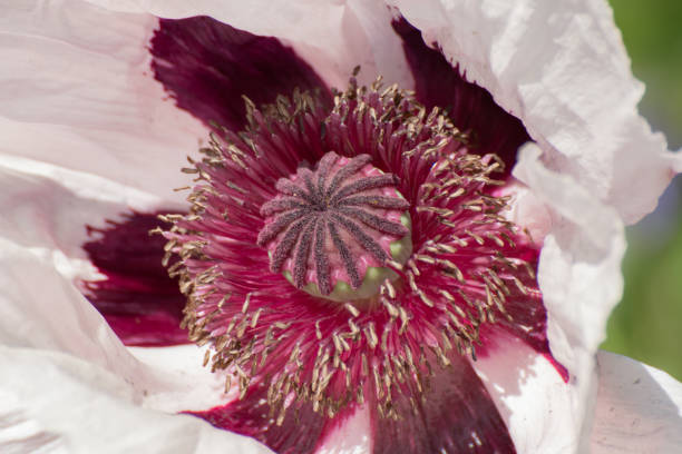 nahaufnahme eines weißen und lila orientalischen mohn, papaver orientale oder königliche hochzeit - poppy purple flower close up stock-fotos und bilder