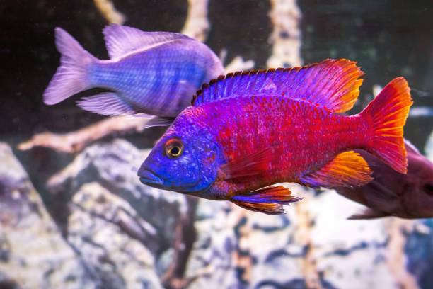 tropische fisch-buntbarsche im aquarium - buntbarsch stock-fotos und bilder