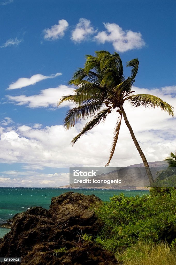 Maui Küste - Lizenzfrei Baum Stock-Foto