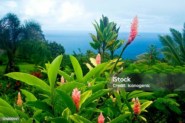 Wunderschöner Aussicht Stockfoto und mehr Bilder von Hawaii - Inselgruppe - Hawaii - Inselgruppe, Insel Maui, Blume