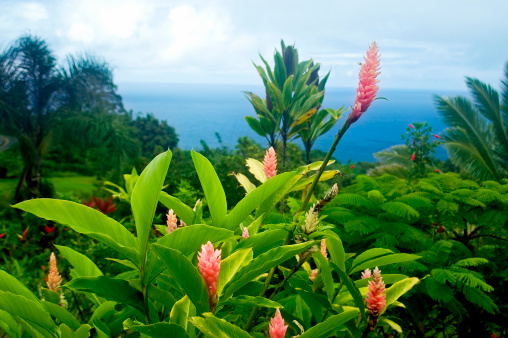 View at Pacific Ocean from Ke'anae Arboretum, Maui, Hawaii.