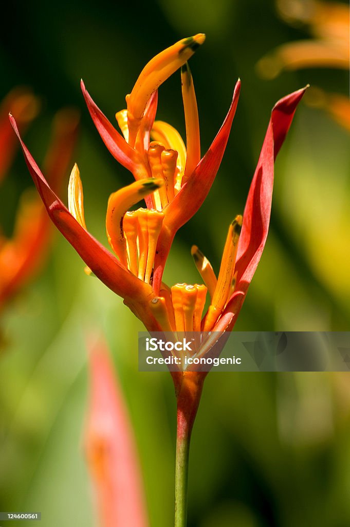 Flor Tropical - Royalty-free Beleza Foto de stock