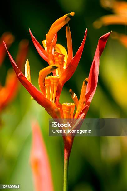 Flor Tropical - Fotografias de stock e mais imagens de Beleza - Beleza, Botânica - Ciência de plantas, Cor verde