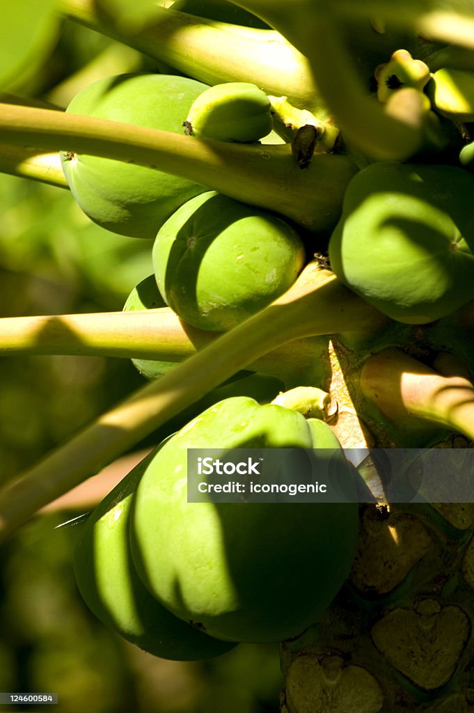 Papayas su Hawaii - Foto stock royalty-free di Albero