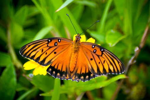 Butterfly, Maui, Hawaii.