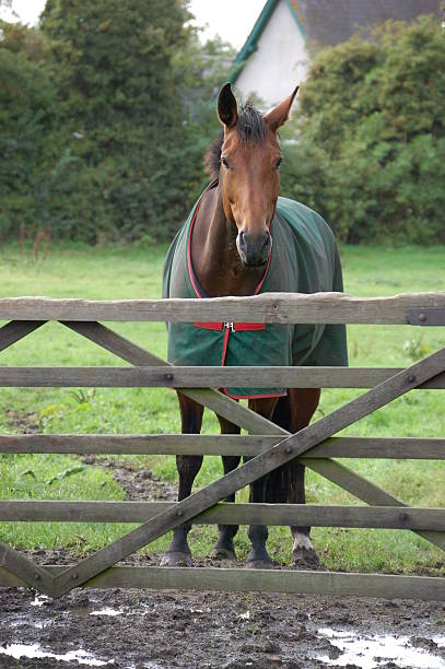17hands gelding waits to come out of the cold.